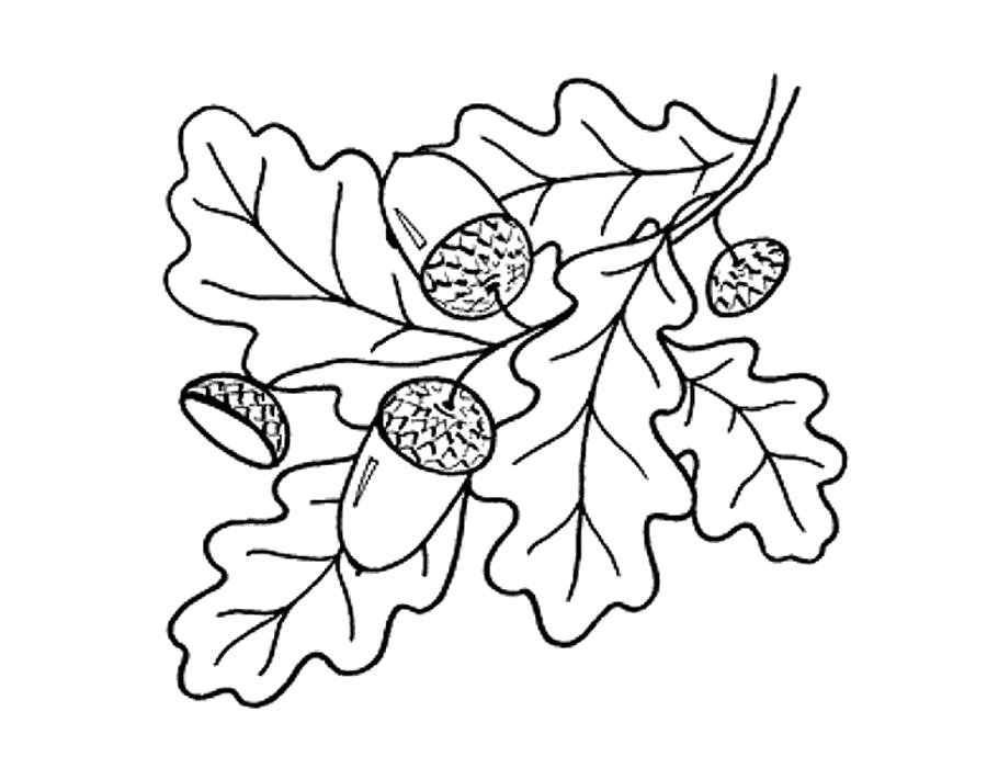 Название: Раскраска Раскраска осенние листья. Категория: Контуры листьев. Теги: Листья дуба.